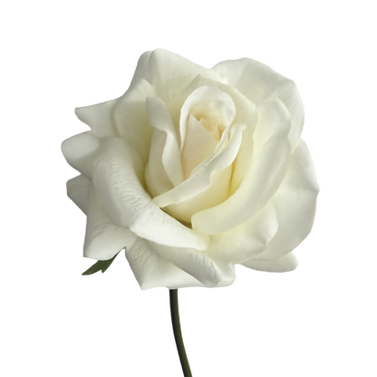 Leafless Rose — Cream White