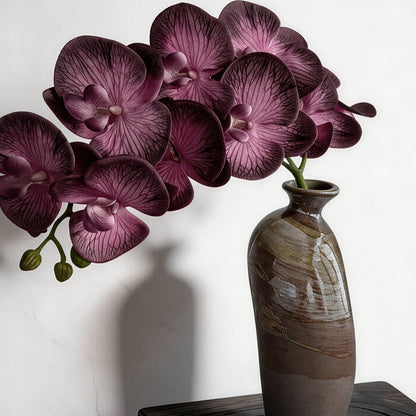 Trailing Arc Phalaenopsis Orchid (Nine Blooms) — Midnight Violet