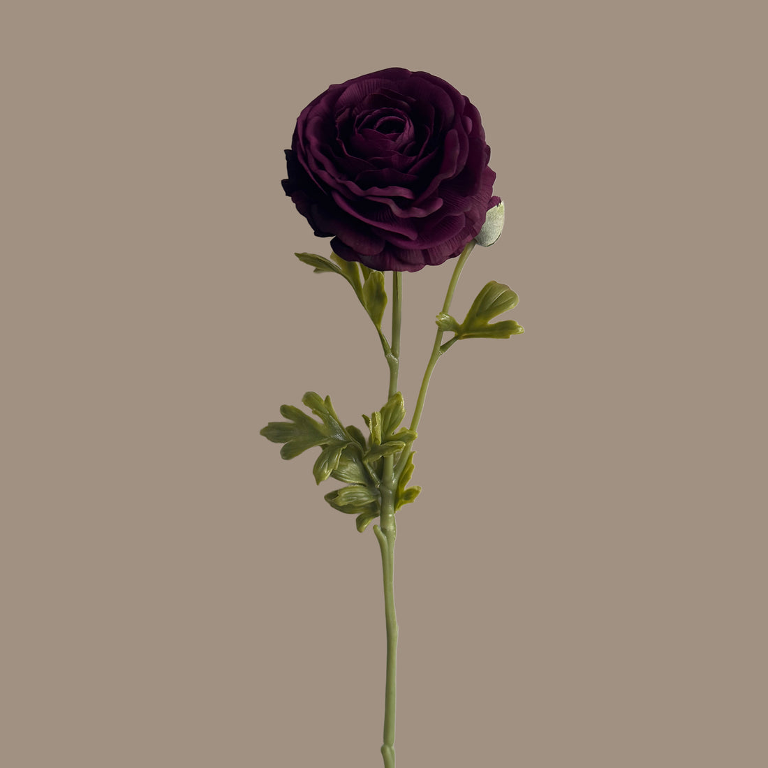 Ranunculus  — Wine Red