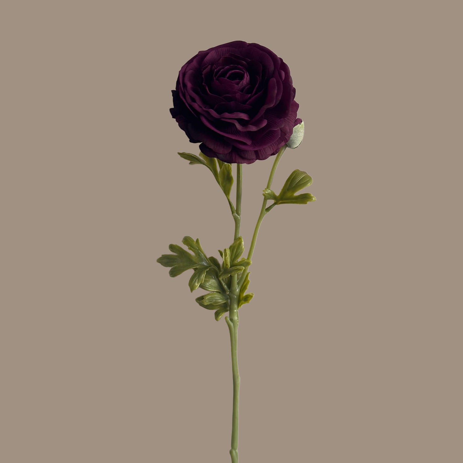 Ranunculus  — Wine Red
