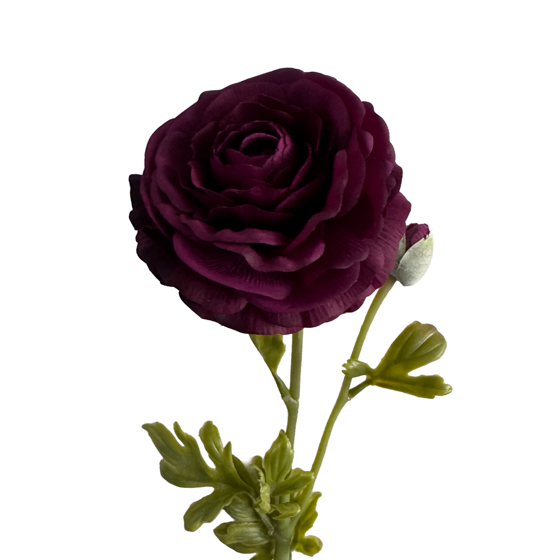 Ranunculus  — Wine Red