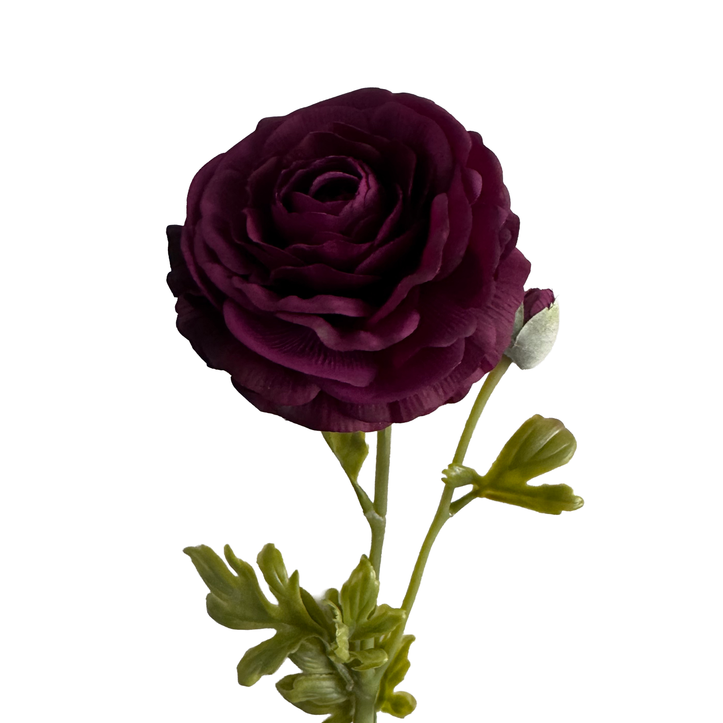 Ranunculus  — Wine Red
