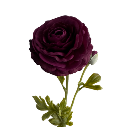 Ranunculus  — Wine Red