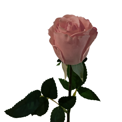Petite Rose — New Pink