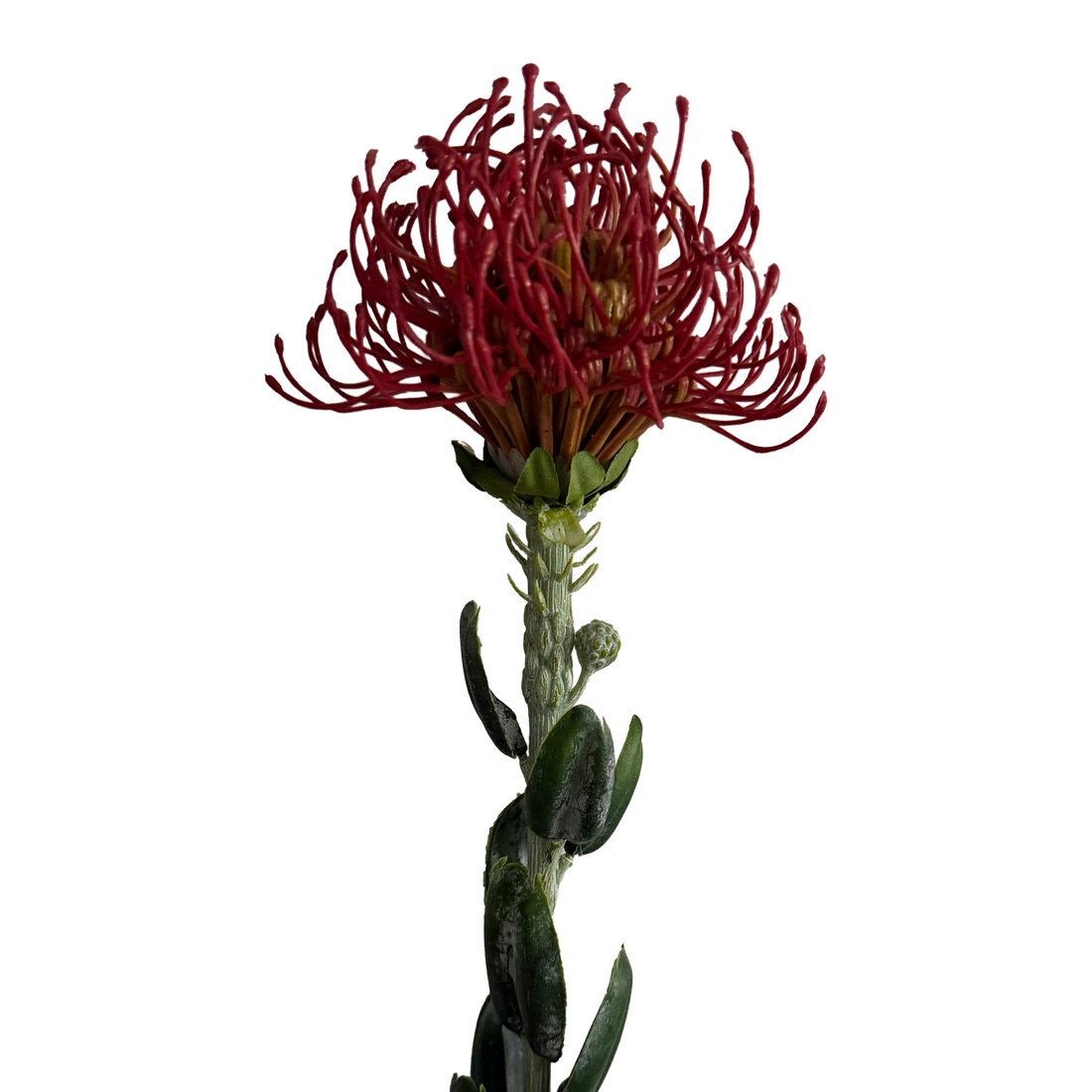 [Preorder only. Expected to be available in mid to late June] Leucospermum — Brick Red