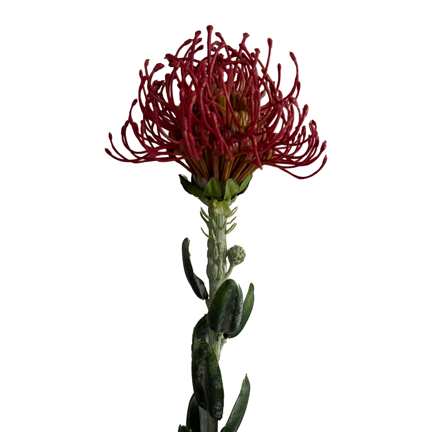 [Preorder only. Expected to be available in mid to late June] Leucospermum — Brick Red