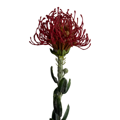 [Preorder only. Expected to be available in mid to late June] Leucospermum — Brick Red