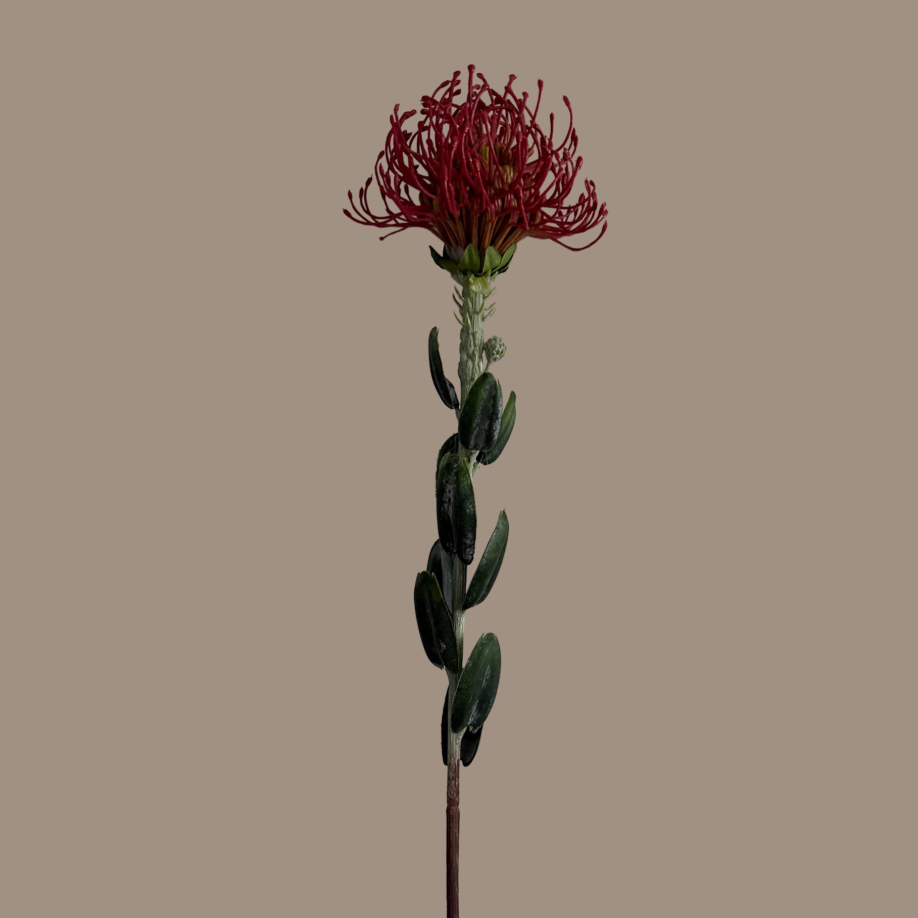 [Preorder only. Expected to be available in mid to late June] Leucospermum — Brick Red