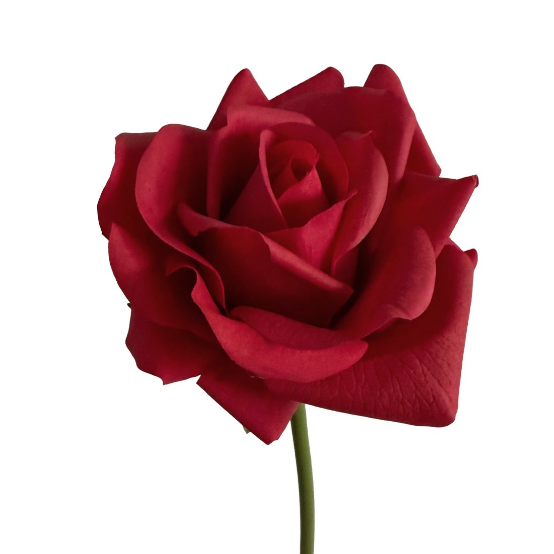 Leafless Rose — Valentine Red