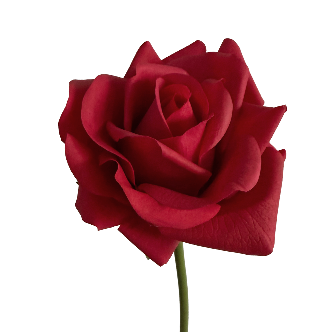 Leafless Rose — Valentine Red