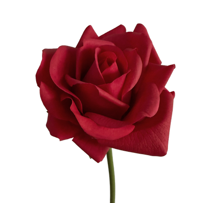 Leafless Rose — Valentine Red