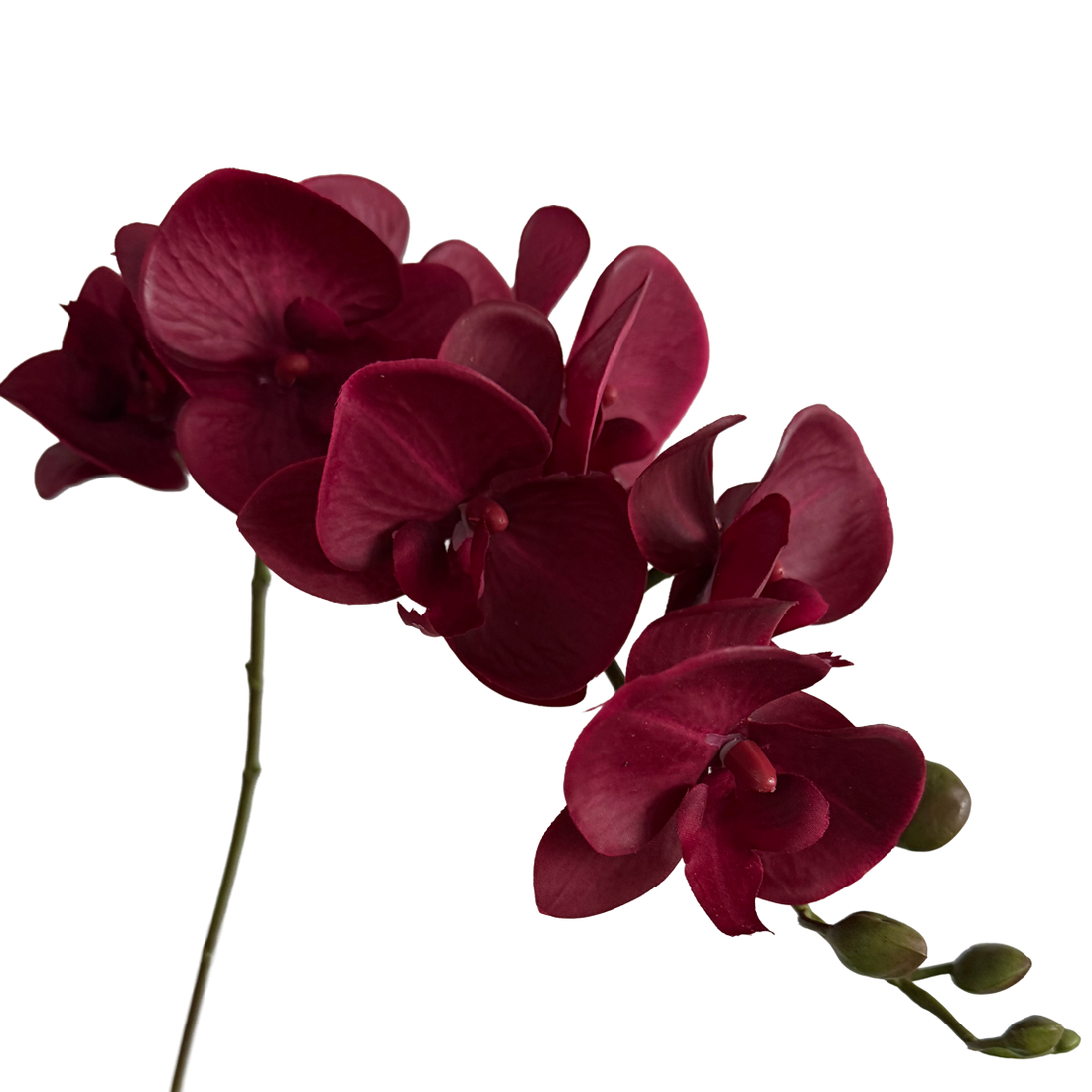 Trailing Arc Phalaenopsis Orchid (Seven Blooms) — Merlot Red