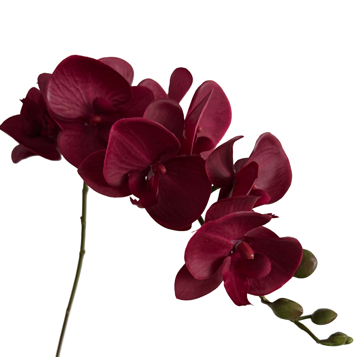 Trailing Arc Phalaenopsis Orchid (Seven Blooms) — Merlot Red