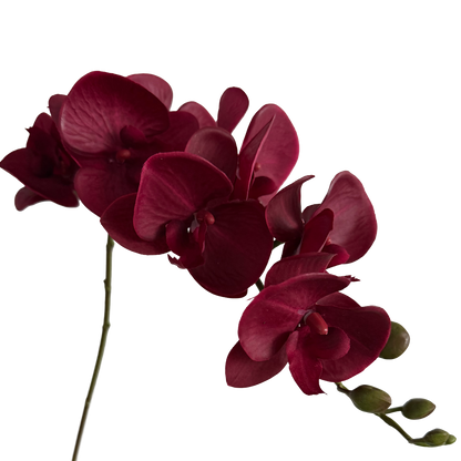 Trailing Arc Phalaenopsis Orchid (Seven Blooms) — Merlot Red