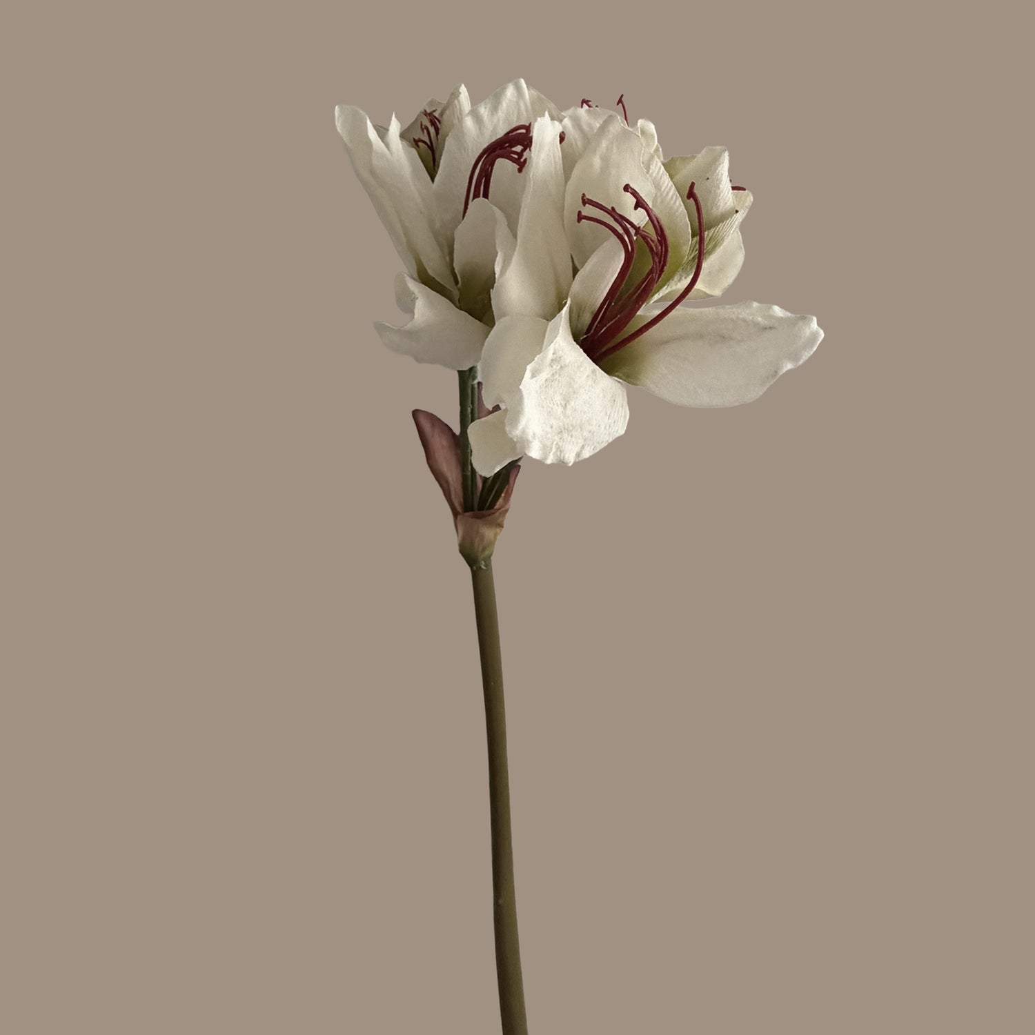 Clivia — Heritage White