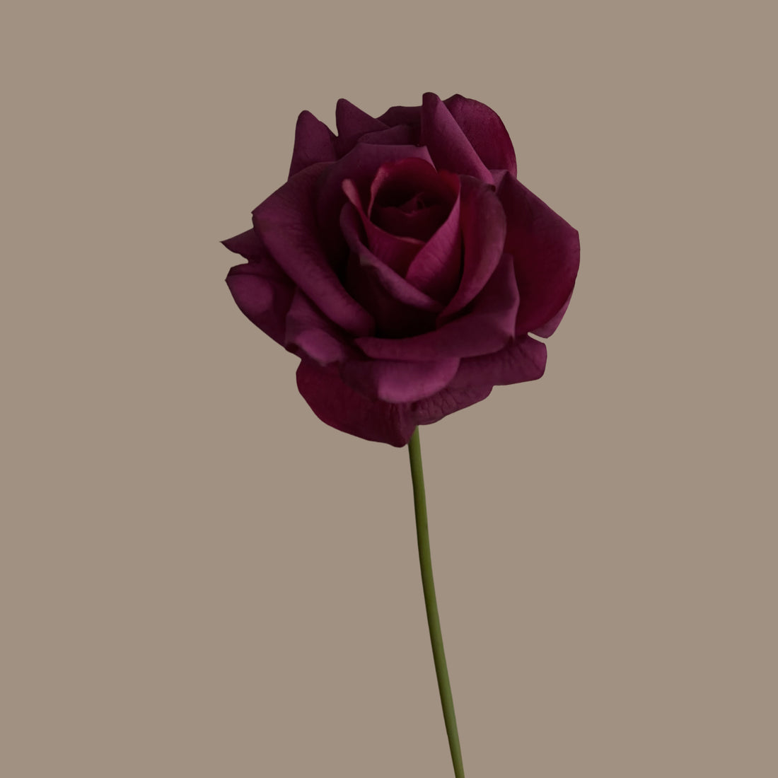 Leafless Rose — Plum