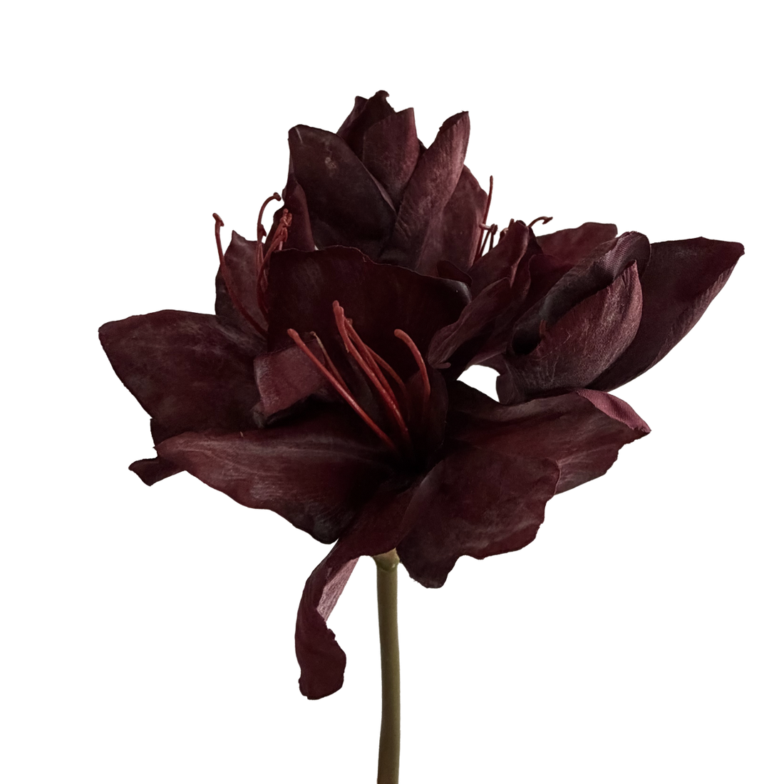 Clivia — Heritage Red