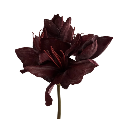 Clivia — Heritage Red