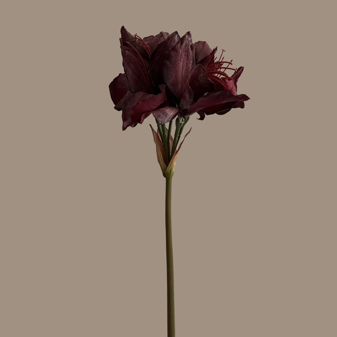 Clivia — Heritage Red