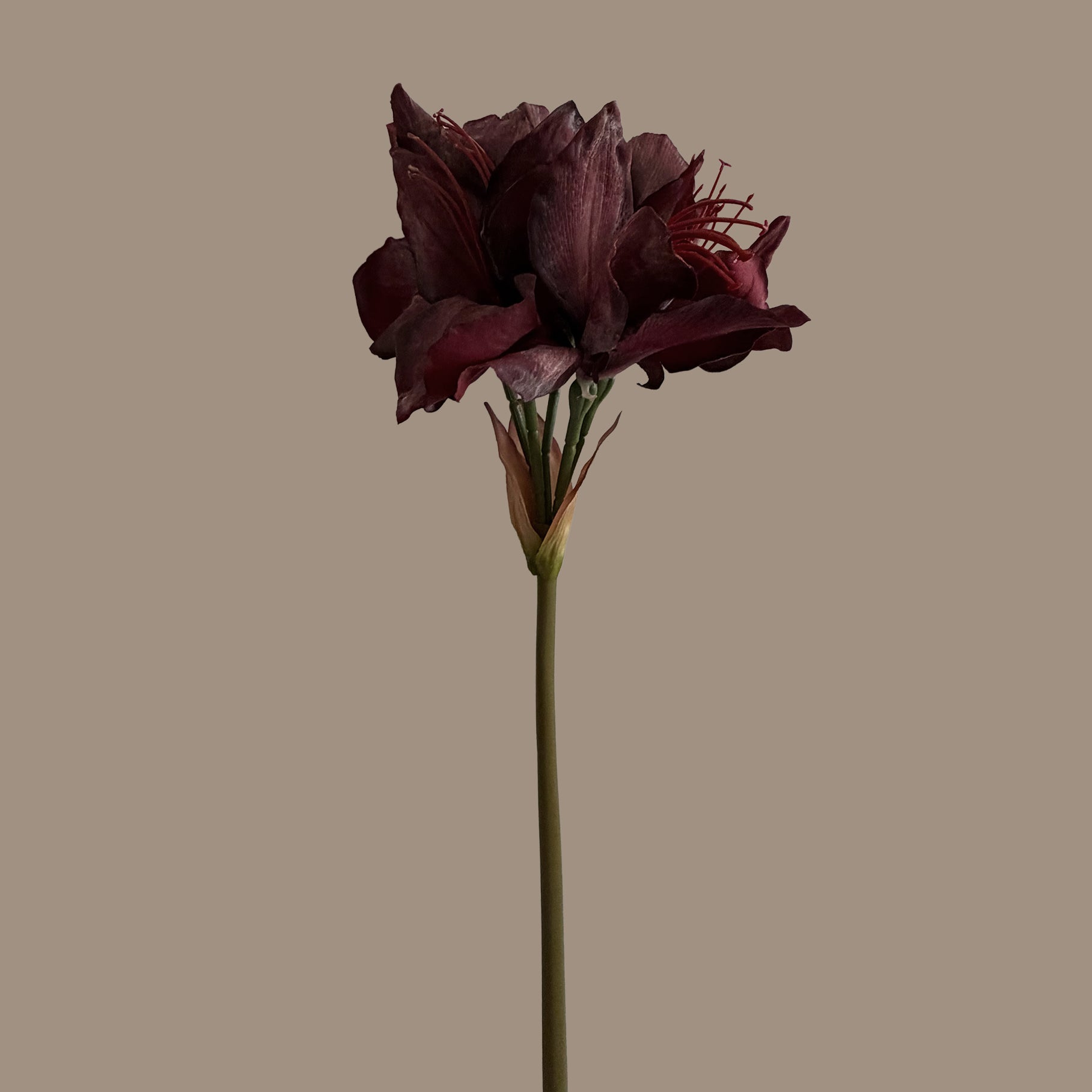 Clivia — Heritage Red