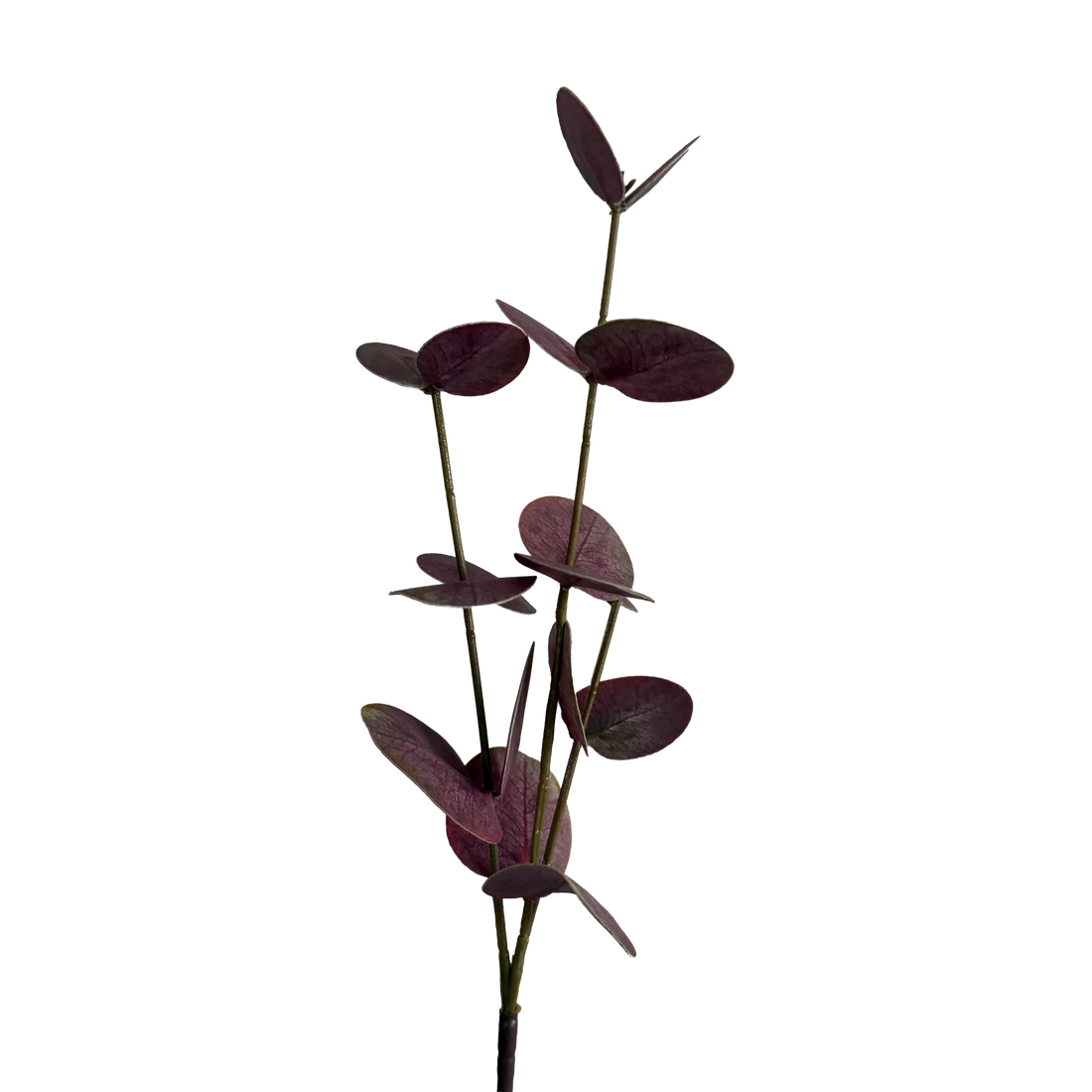 Eucalyptus — Dusty Rose Red