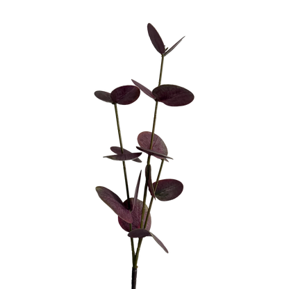 Eucalyptus — Dusty Rose Red