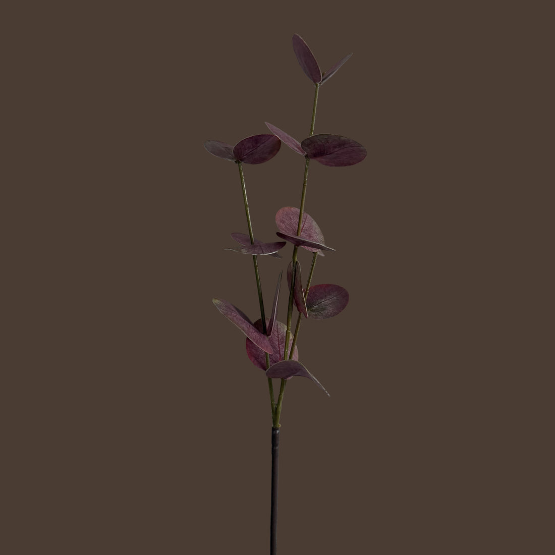 Eucalyptus — Dusty Rose Red