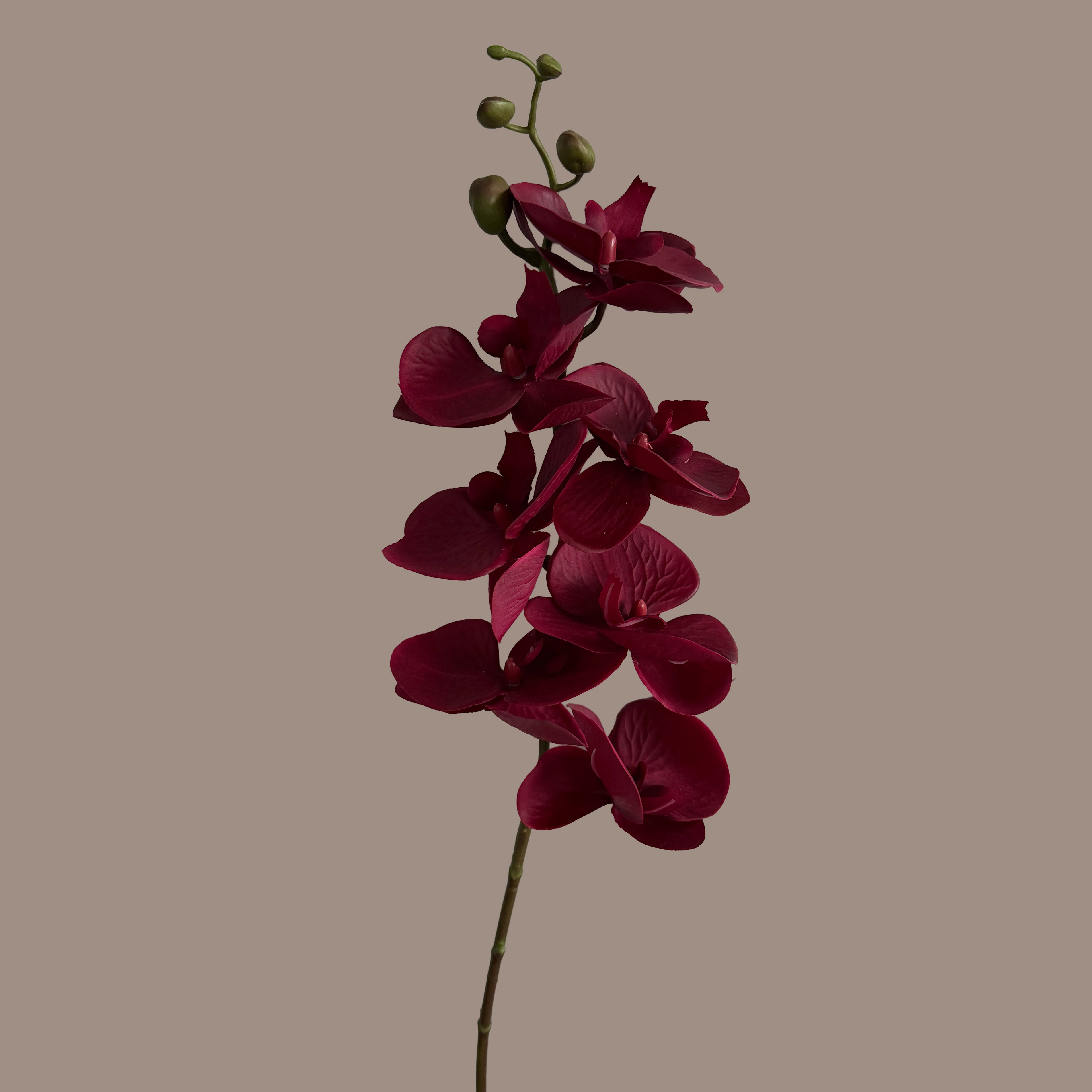 Trailing Arc Phalaenopsis Orchid (Seven Blooms) — Merlot Red