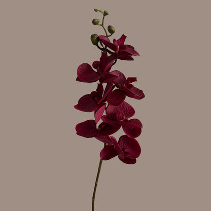 Trailing Arc Phalaenopsis Orchid (Seven Blooms) — Merlot Red