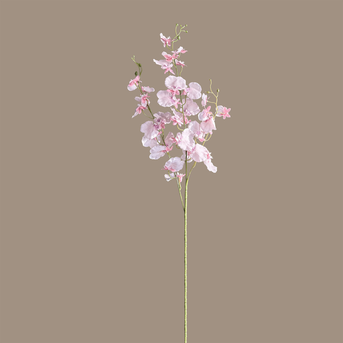 Oncidium Orchid — Ballet Blush