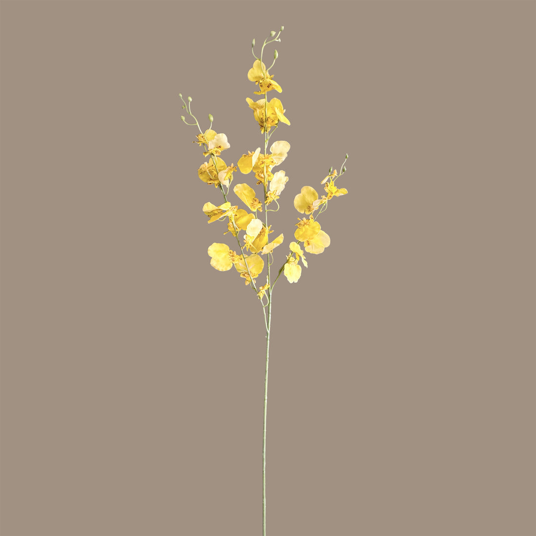 Oncidium Orchid — Primrose Yellow