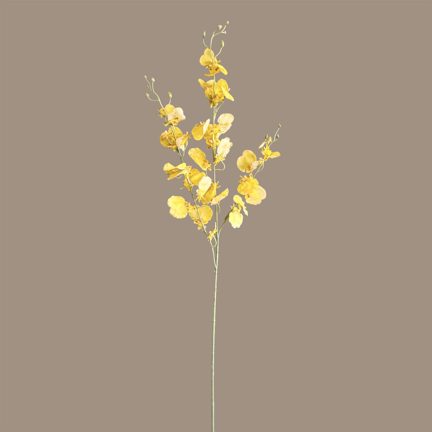 Oncidium Orchid — Primrose Yellow