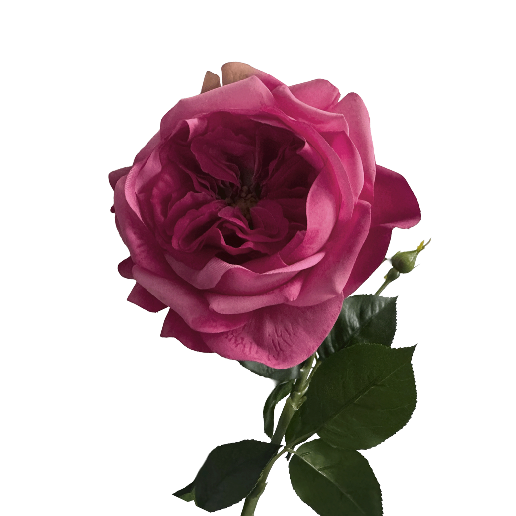 English Rosette-Style Rose with Bud — Cerise Pink