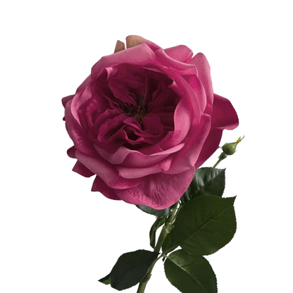 English Rosette-Style Rose with Bud — Cerise Pink