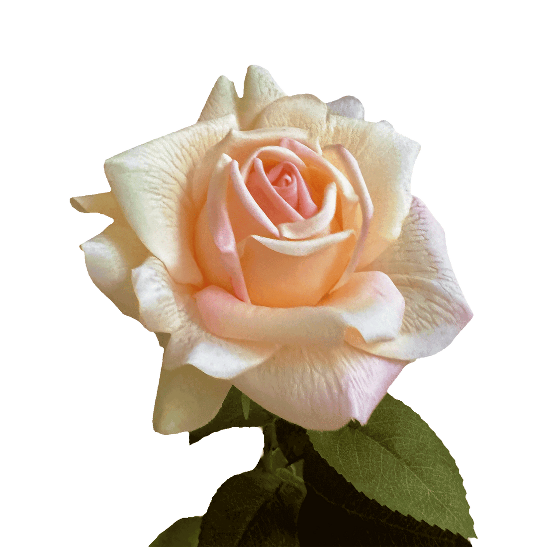 Aesthetic Modular Leaf Ensemble Rose — Sorbet Peach