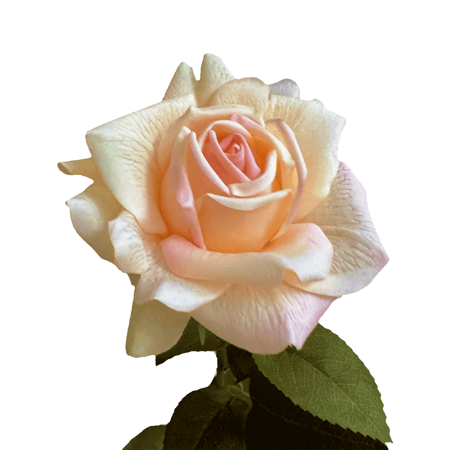 Aesthetic Modular Leaf Ensemble Rose — Sorbet Peach