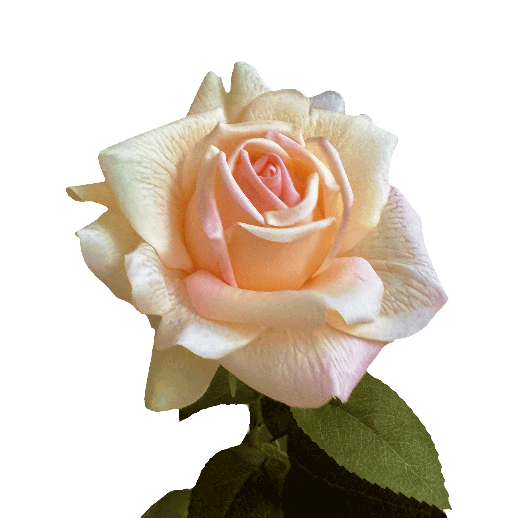 Aesthetic Modular Leaf Ensemble Rose — Sorbet Peach