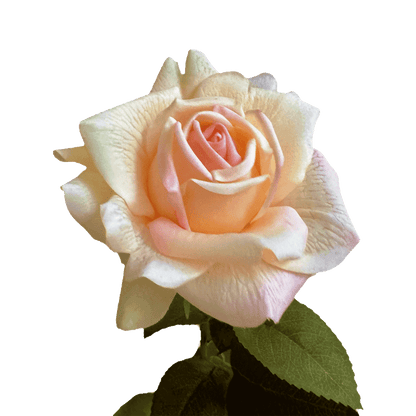 Aesthetic Modular Leaf Ensemble Rose — Sorbet Peach