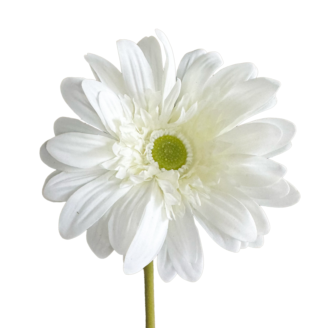 Gerbera — Soft White