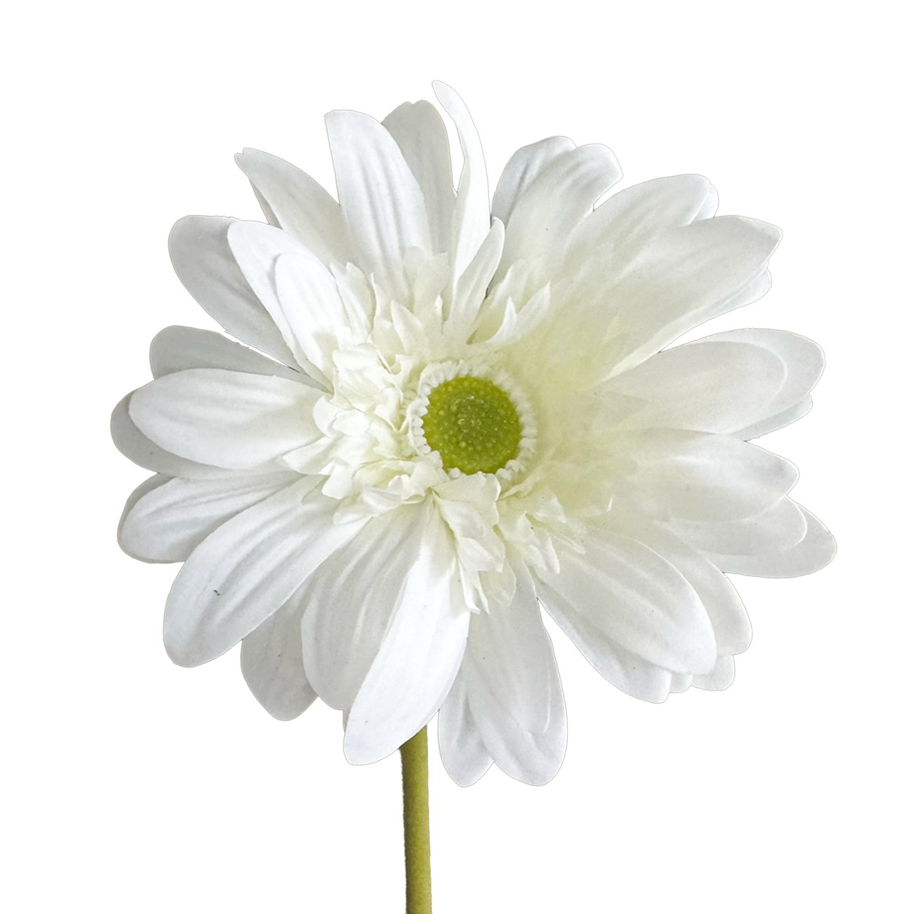 Gerbera — Soft White