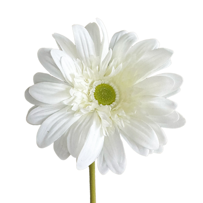 Gerbera — Soft White