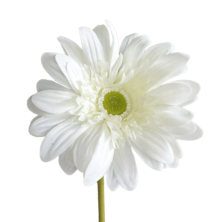 Gerbera — Soft White