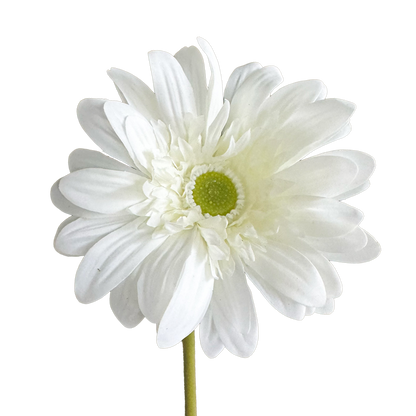 Gerbera — Soft White