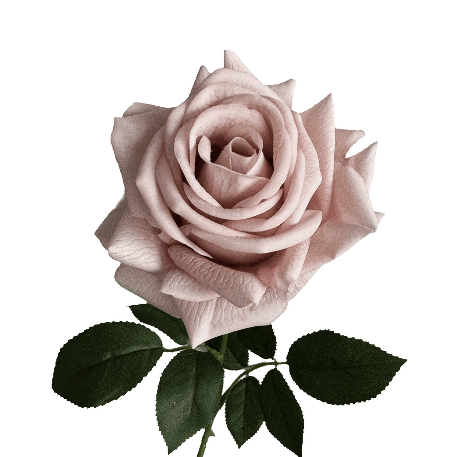 Artful Garden Rose (Three Stems) — Morandi Dust Pink
