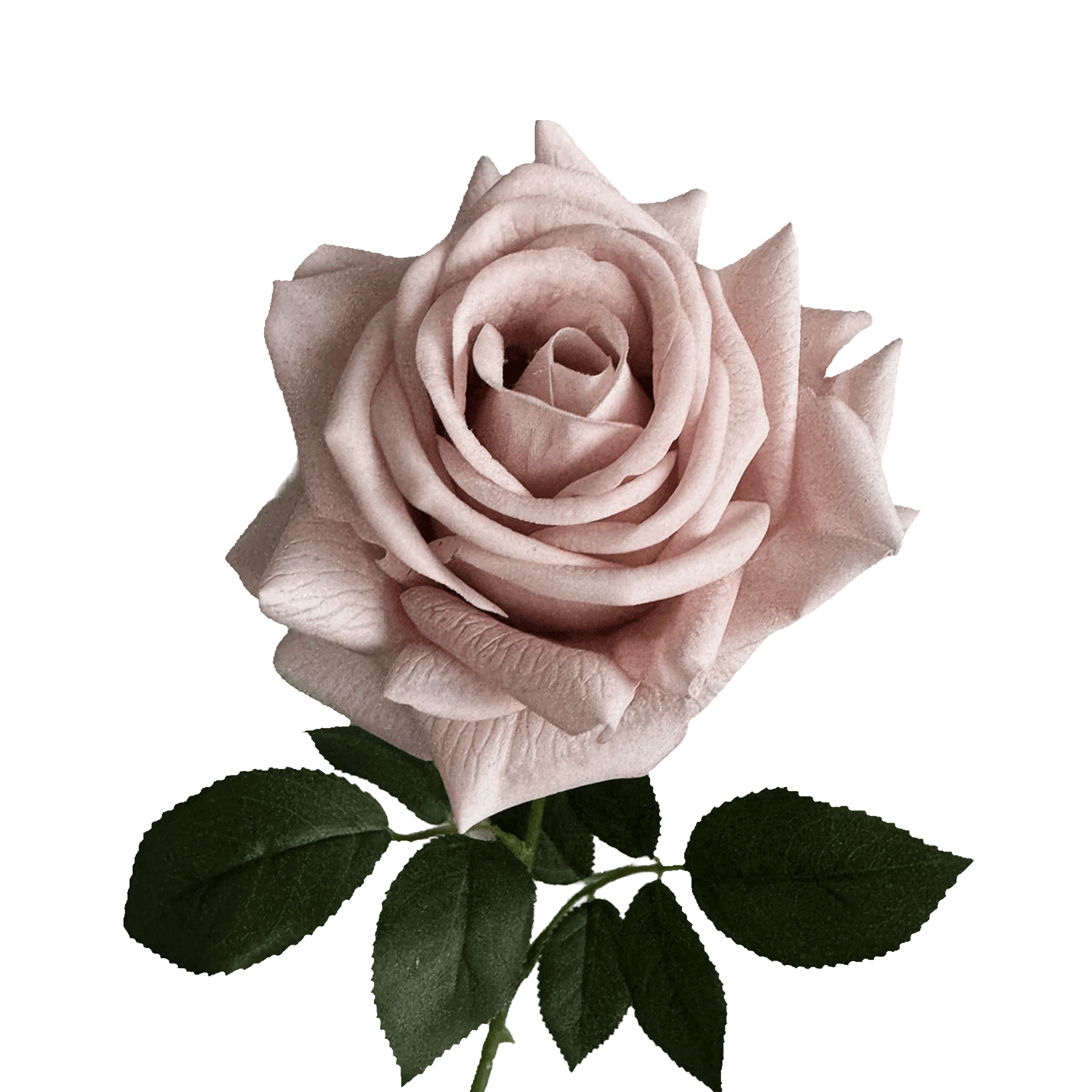 Artful Garden Rose (Three Stems) — Morandi Dust Pink
