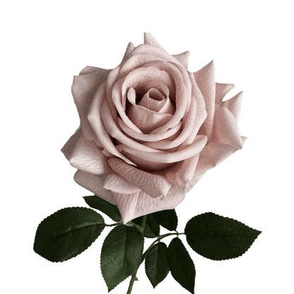Artful Garden Rose (Three Stems) — Morandi Dust Pink