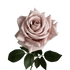 Artful Garden Rose (Three Stems) — Morandi Dust Pink