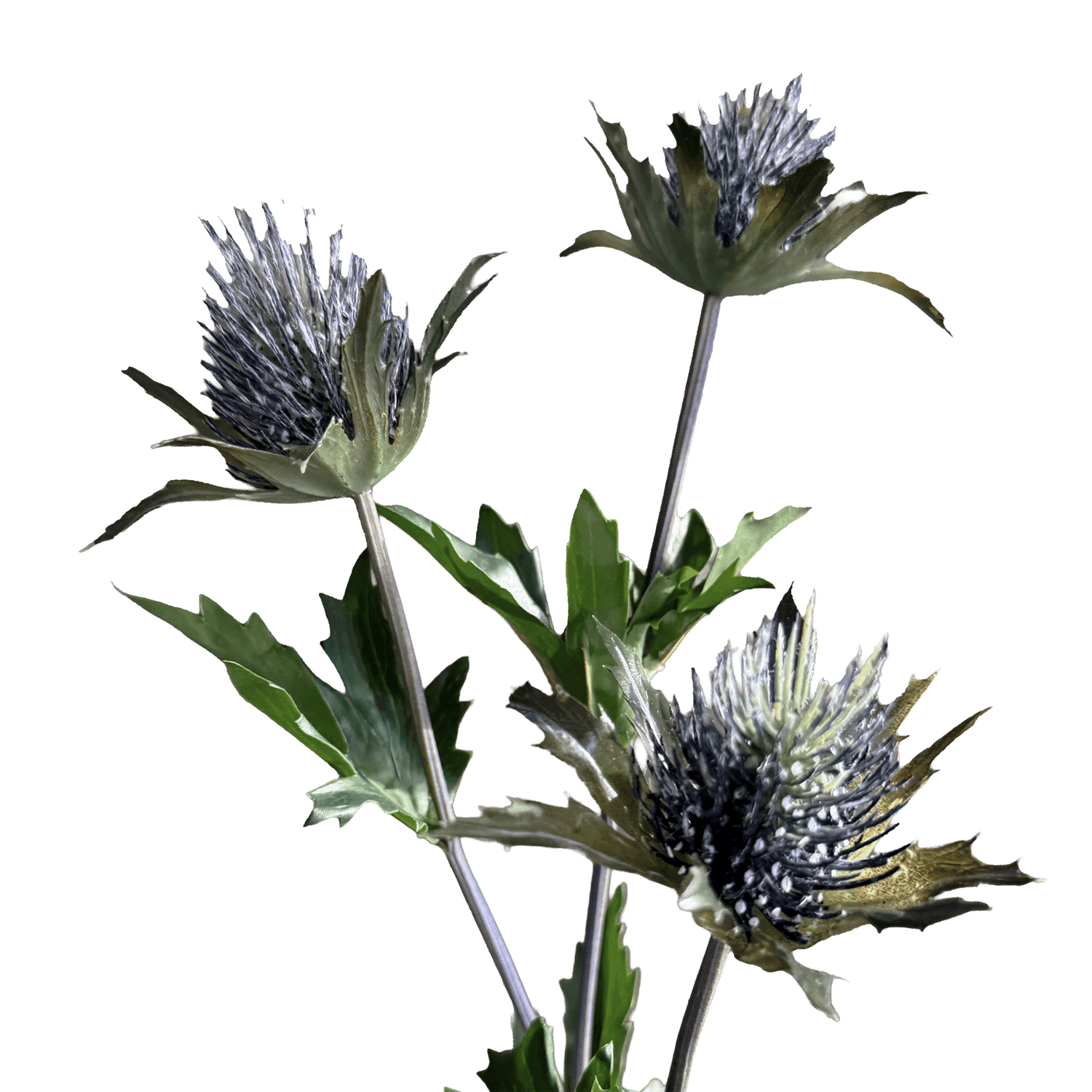 Eryngium Tristar — Storm Slate