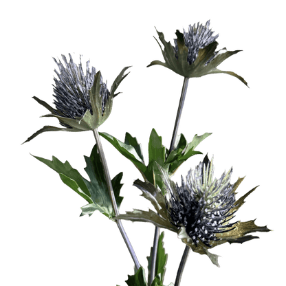 Eryngium Tristar — Storm Slate