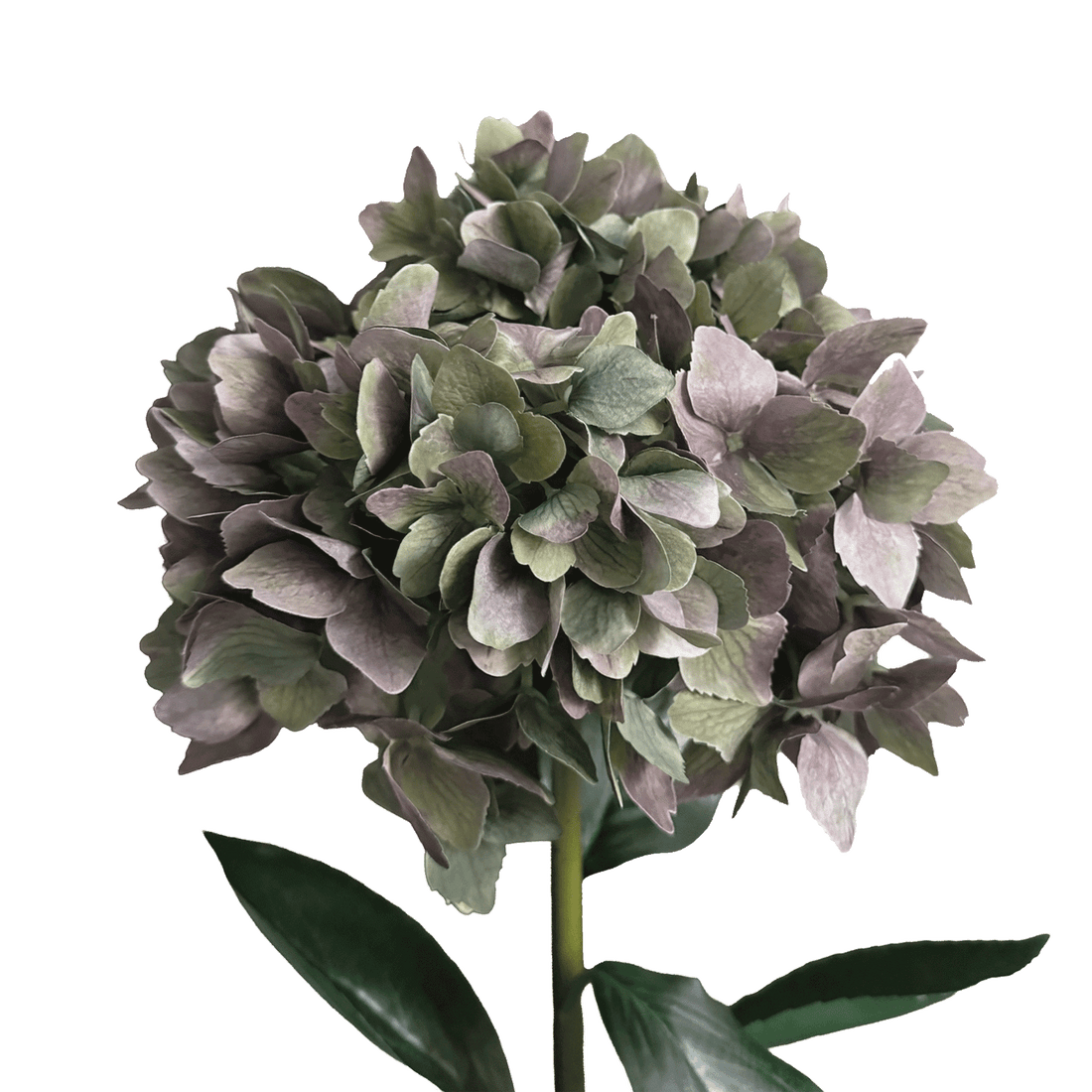 Horizon Hydrangea — Antique Green Plum